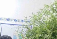 আশাশুনিতে গাঁজা গাছ সহ একজনকে গ্রেপ্তার করেছে থানা পুলিশ