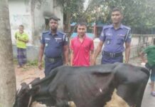 দেবহাটায় পুলিশের অভিযানে চোরাই গরুসহ আটক ১, থানায় মামলা
