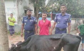 দেবহাটায় পুলিশের অভিযানে চোরাই গরুসহ আটক ১, থানায় মামলা