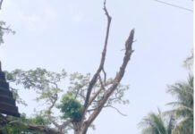 আশাশুনির ফকরাবাদে রাস্তার পাশে বৃহৎ গাছ শুকিয়ে বিপদজনক