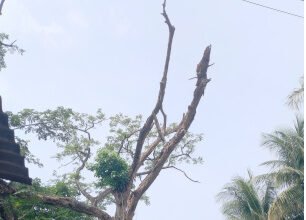 আশাশুনির ফকরাবাদে রাস্তার পাশে বৃহৎ গাছ শুকিয়ে বিপদজনক